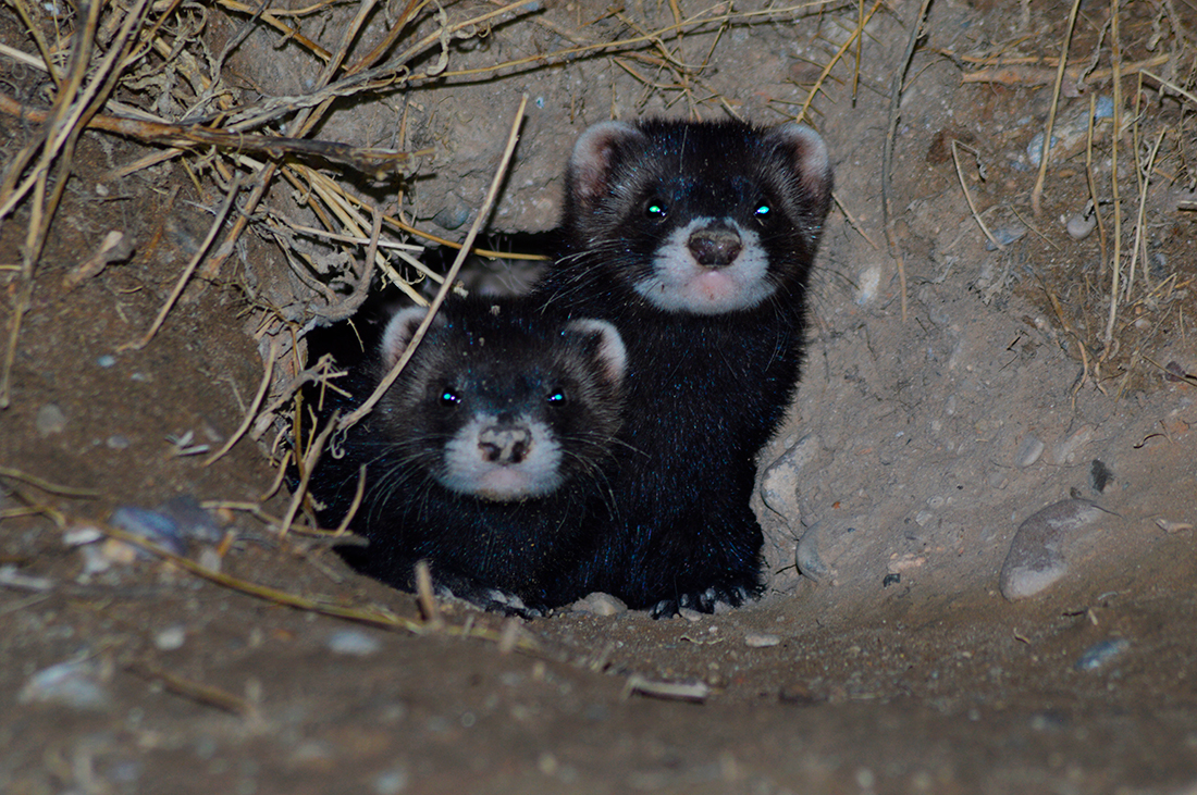 Turón europeo - Dos ejemplares juveniles de turón europeo (Mustela putorius) asomándose a la entrada de una hura en un vivar de conejo en la provincia de Valladolid. La imagen muestra una escena poco habitual de esta especie esquiva y de hábitos principalmente nocturnos. Crédito: Guillermo Carmona