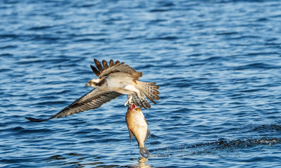 Aguila pescadora - Foto propiedad de: Lorenzo Manera