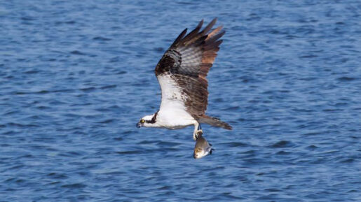 Aguila pescadora - A. G. Rosales 