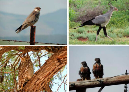 Aves Sudafrica - En la imagen halcón de Amur, Falco amurensis, un secretario, Sagittarius serpentarius, un búho africano, Bubo africanus, y dos busardos chacales, Buteo rufofuscus/ Ronelle Visagie