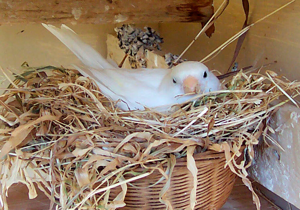 Canaria empollando - Foto propiedad de: Fir0002 - Wikipedia