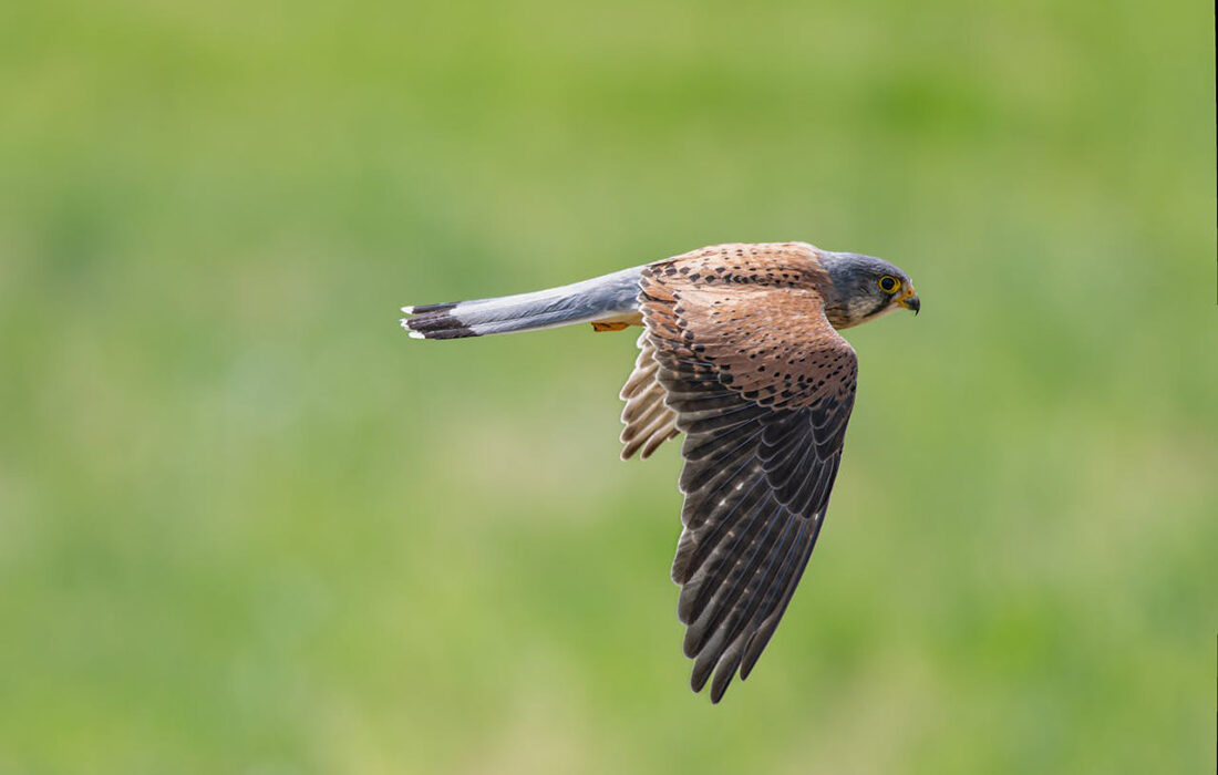 Cernícalo primilla - Foto propiedad de: Siegfried Poepperl