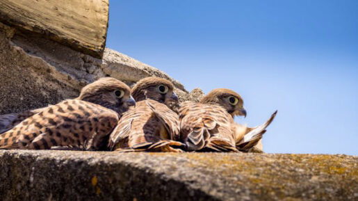 Cernícalo primilla - Foto propiedad de: Eric Planet