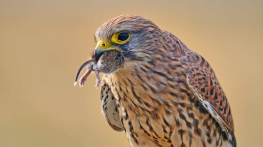 Cernícalo primilla - Foto propiedad de: Alexandra Lavizzari