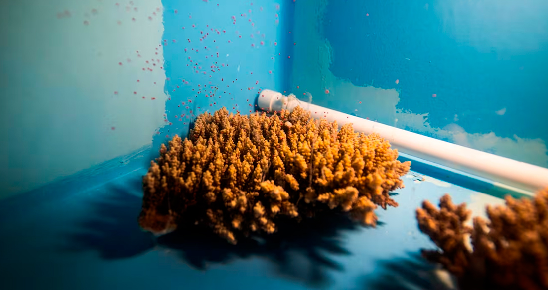 Corales desovando - Acropora tenuis cf. macrostoma desovando por primera vez en las instalaciones ARC de Nature Seychelles