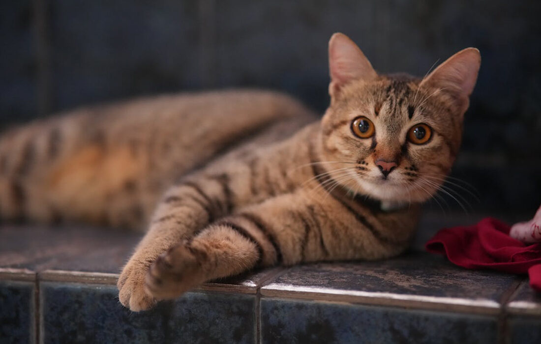 Gato - Foto propiedad de: Sergei Starostin