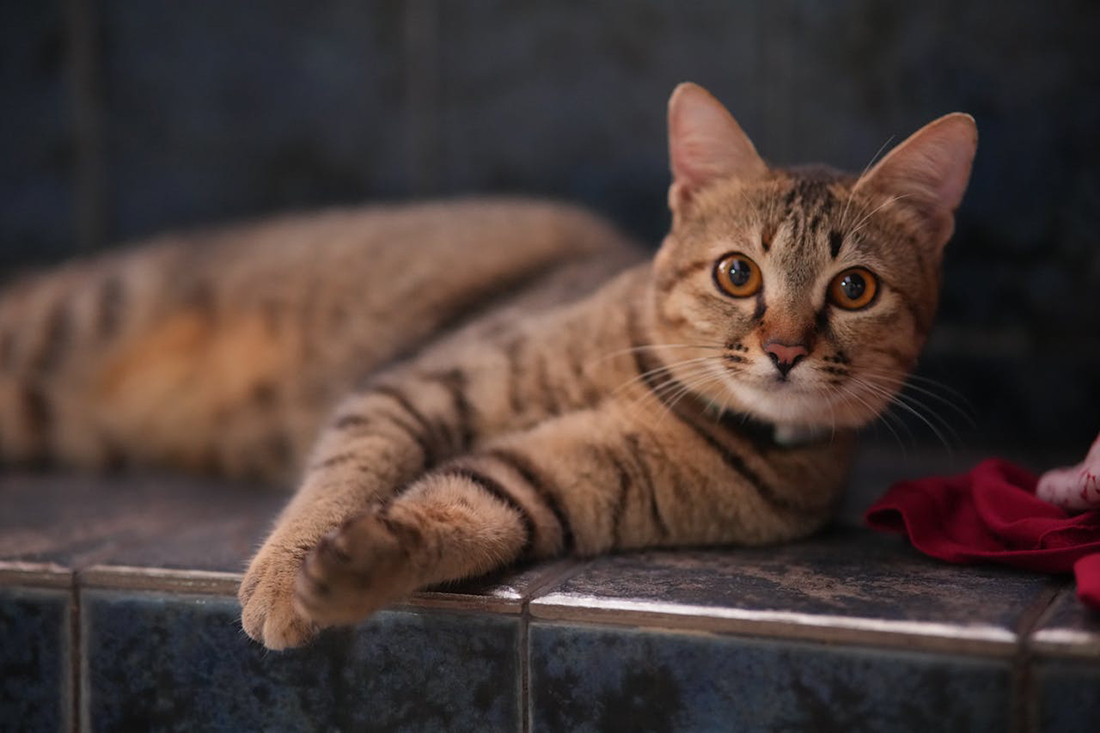 Gato - Foto propiedad de: Sergei Starostin