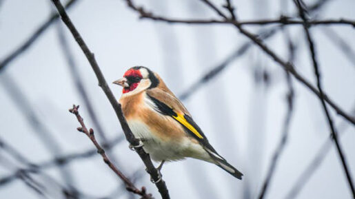 Jilguero - Foto popiedad de: Nikola Tomašić