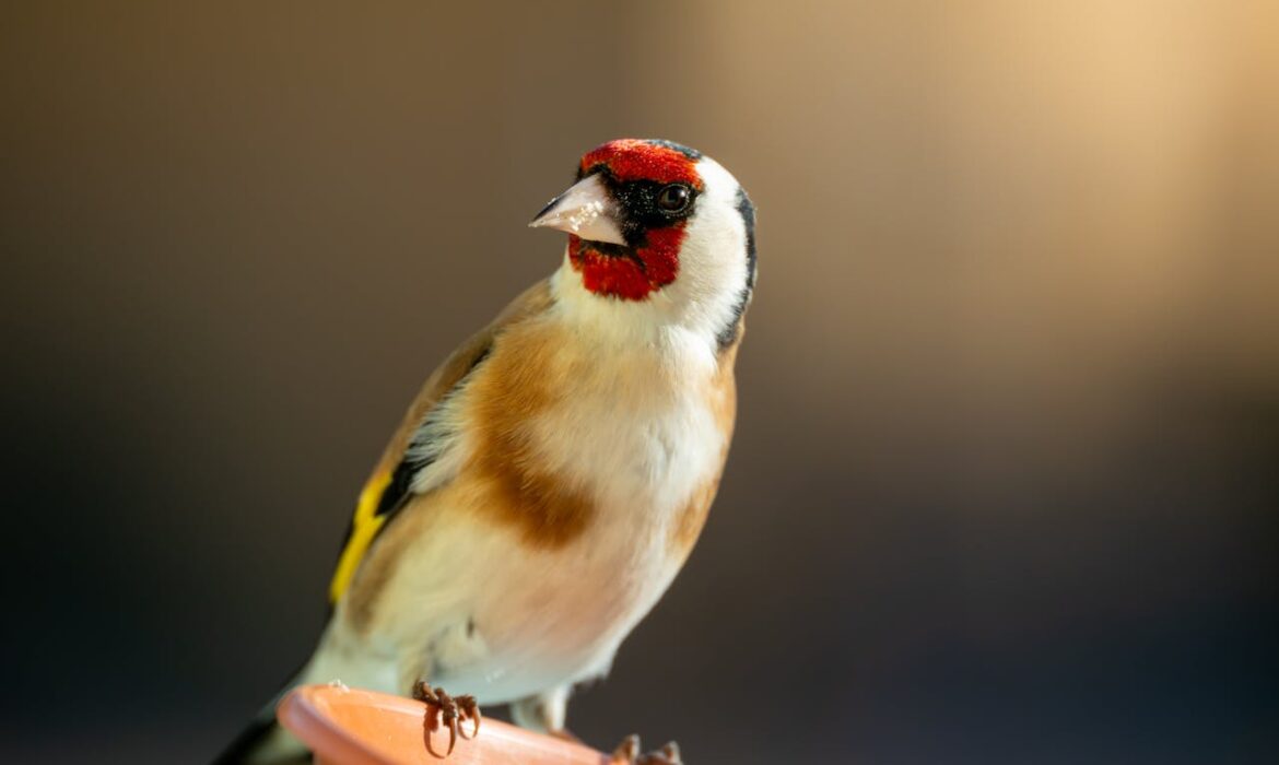 Jilguero - Foto propiedad de: Gundula Vogel