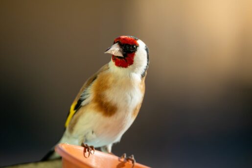 Jilguero - Foto propiedad de: Gundula Vogel