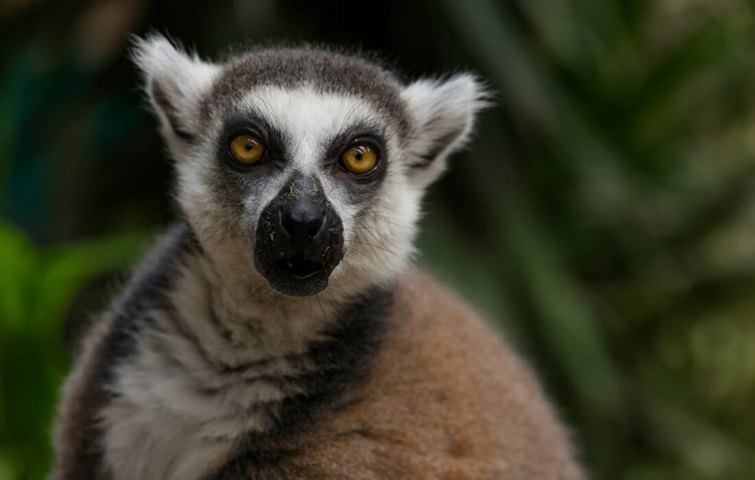 lemur