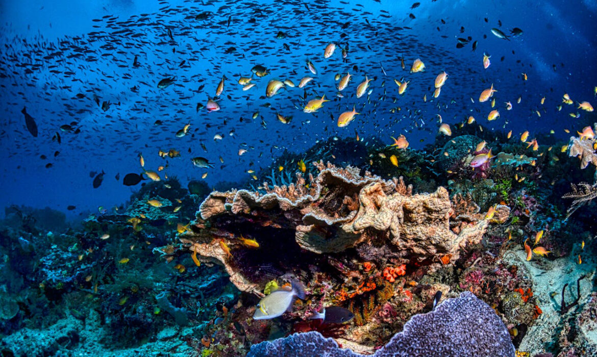 Foto: Tom Fisk - Pexel