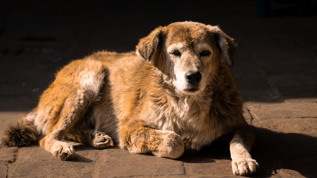 Perro anciano - Foro propiedad de: Nikhil Khana