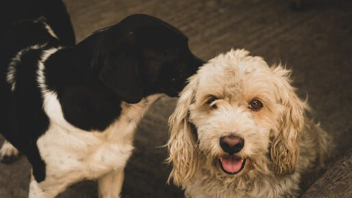 Perro oliendo a otro perro - Foto de Marcelo Mora - Pexels