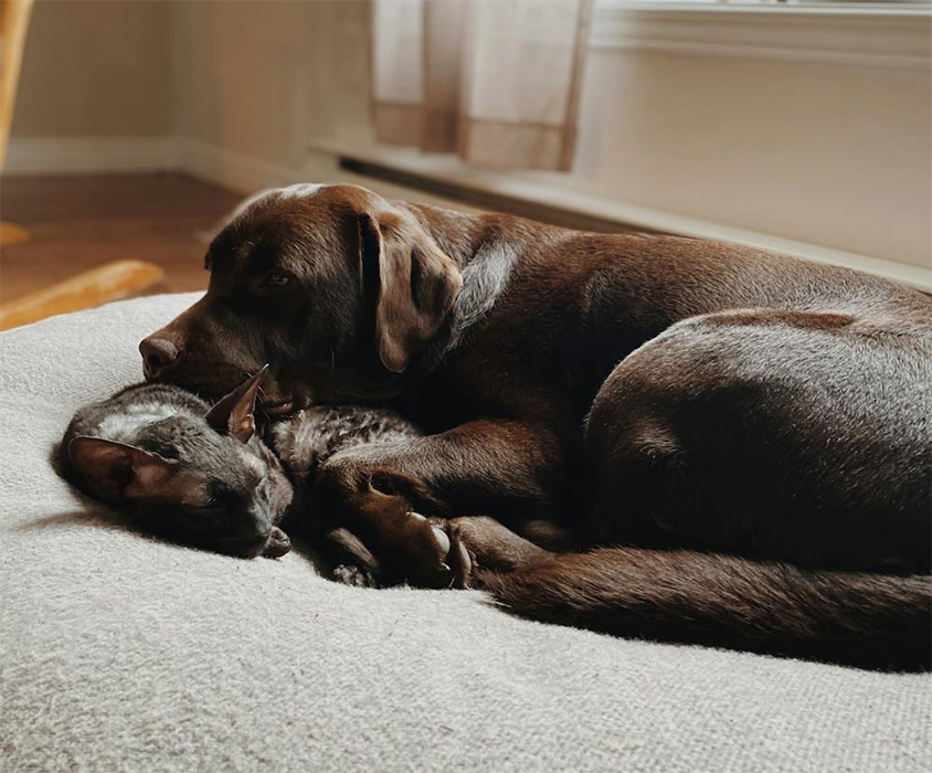 Perro y gato - Pexels - Foto de Serge Lessard