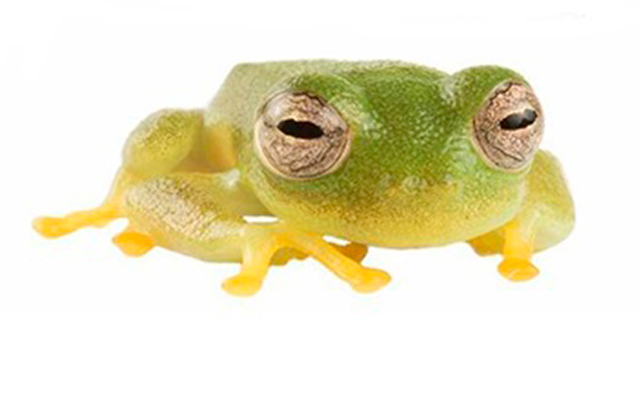 Rana de Cristal - Mylena Masache/Pontificia Universidad Católica del Ecuador