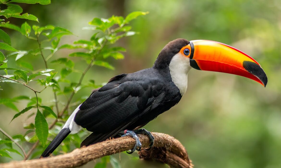 Tucán - Foto: Tiago L BR