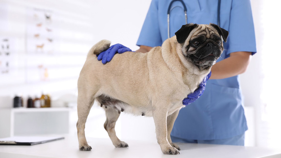 veterinario-pug