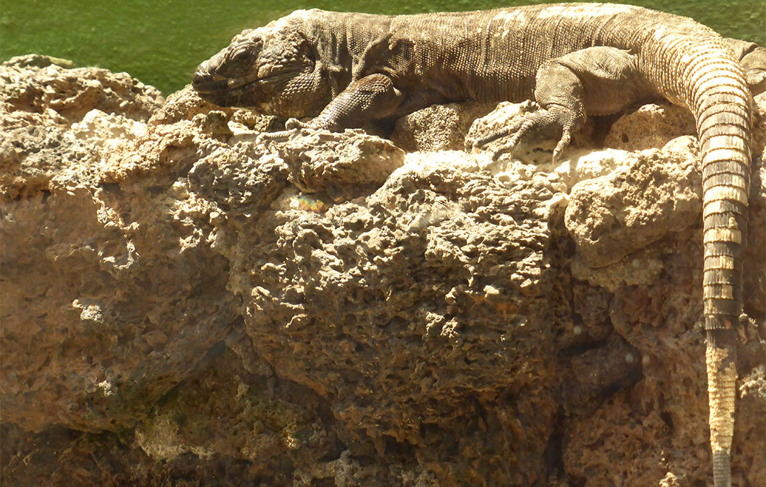 Lagarto Gigante del Hierro - Por CARLOS TEIXIDOR CADENAS - Trabajo propio
