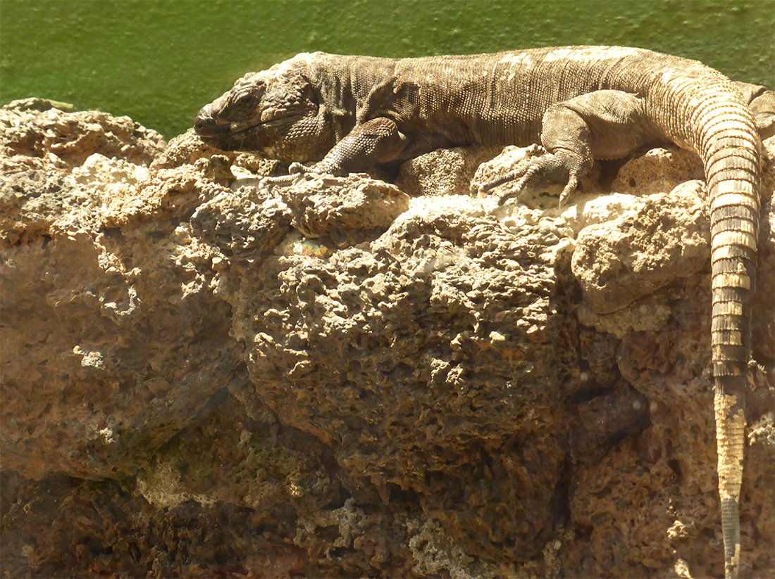 Lagarto Gigante del Hierro - Por CARLOS TEIXIDOR CADENAS - Trabajo propio