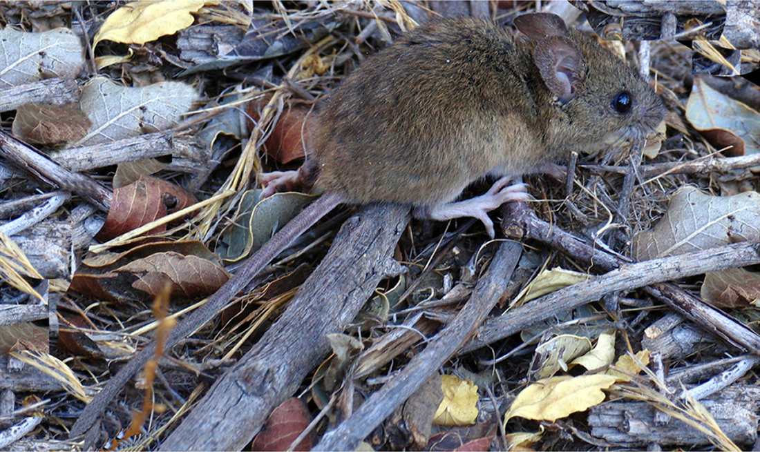 Ratón colilargo - Por Yamil Hussein E. - Wikipedia