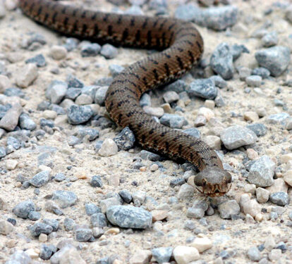 Vipera Aspis - Por Werner Seiler (User:Centine) - Wikipedia