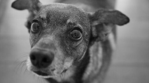 Ansiedad perros - Foto propiedad de: Alex Sandro
