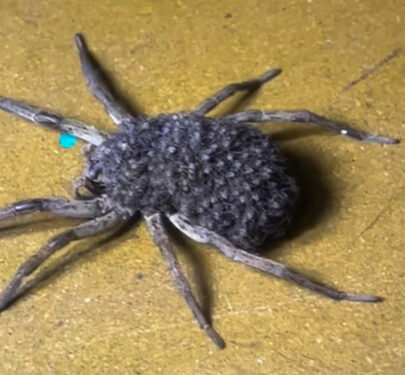 Araña lobo -marianobaigo 