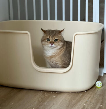 Arenero - gato - Foto propiedad de: swagat adhikari