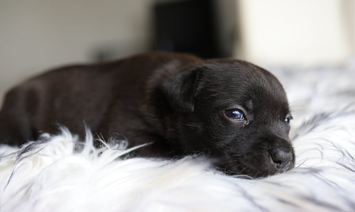 Cachorro de perro - Foto propiedad de: Valeria Boltneva