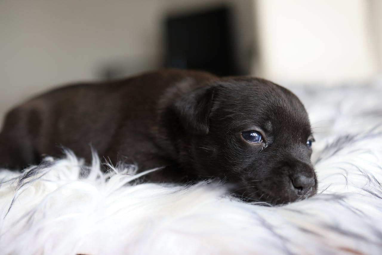 Cachorro de perro - Foto propiedad de: Valeria Boltneva