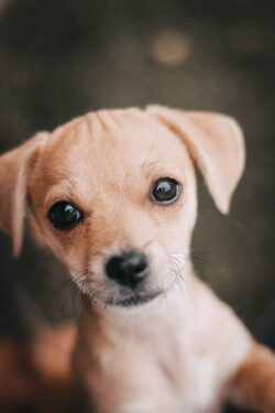 Cachorro - Foto propiedad de: Patricio Ledeill