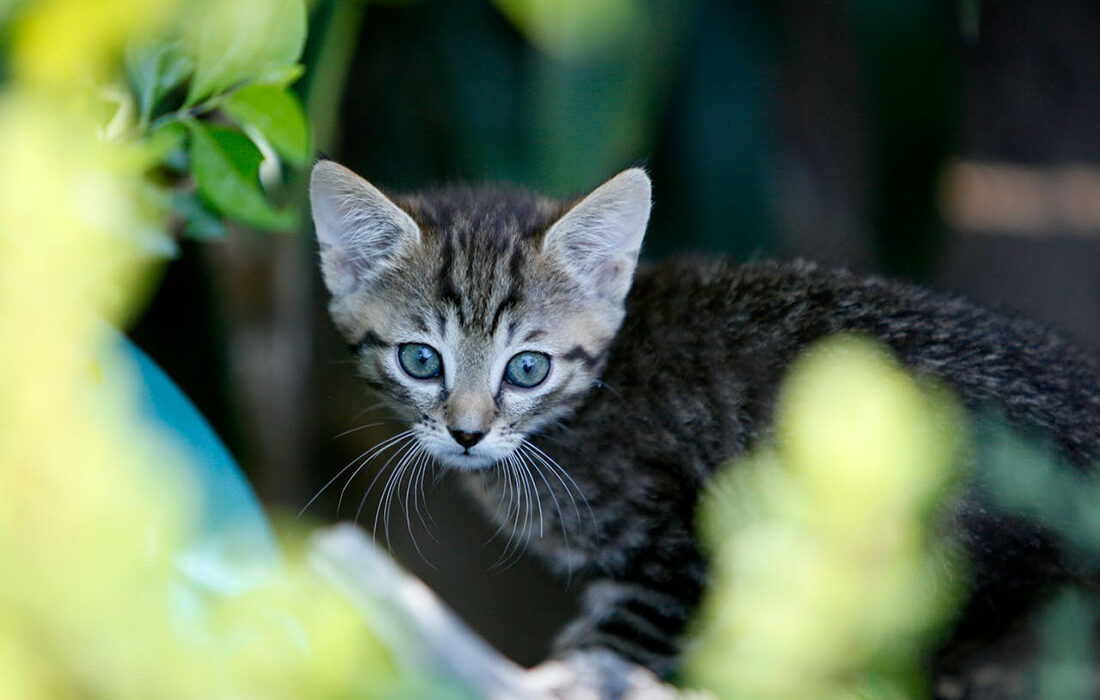 gato