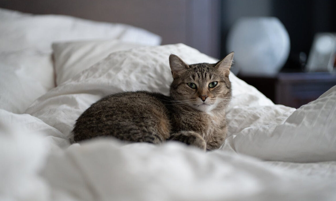 Gato cama - Foto propiedad de: Navin Ramaswaran