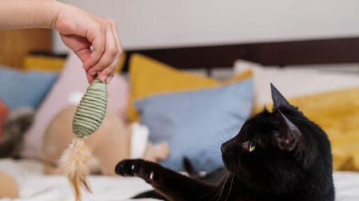 Gato con juguete - Foto propiedad de: Cottonbro Studio