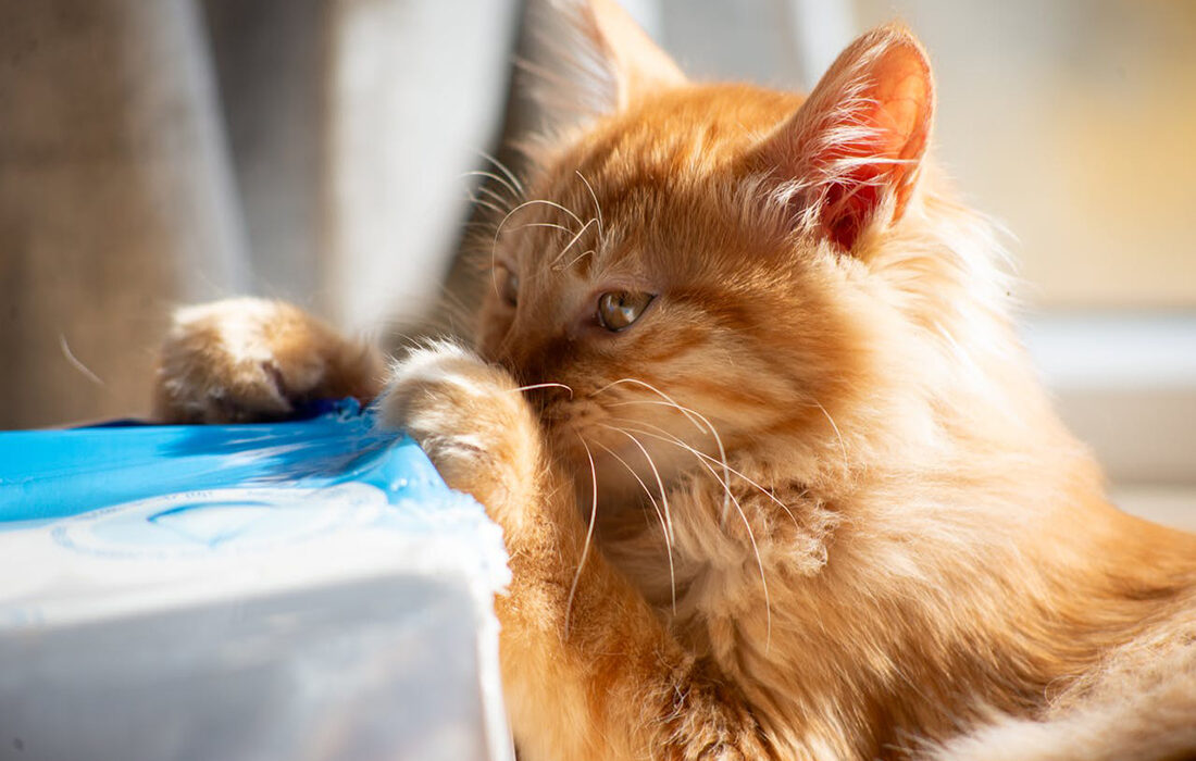 Gato mordiendo plástico - Foto propiedad de: 大 董