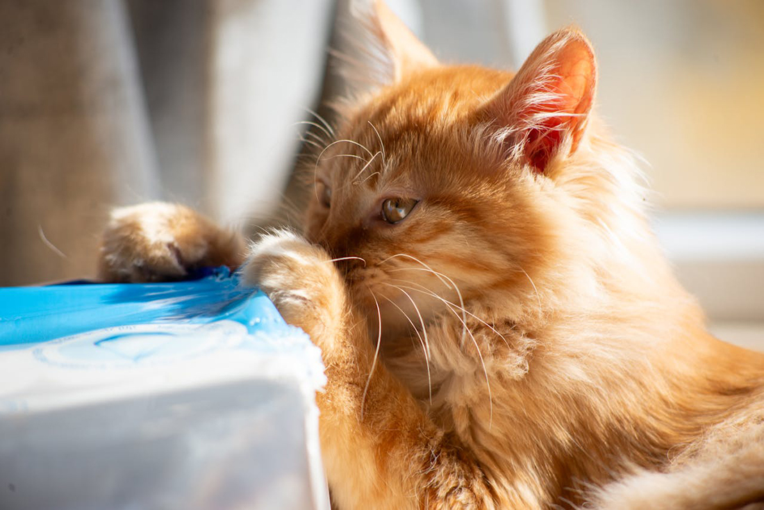 Gato mordiendo plástico - Foto propiedad de: 大 董