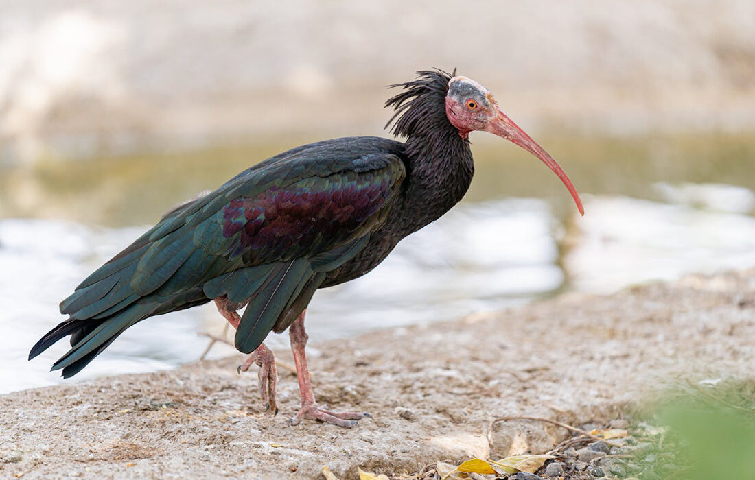 ibis-eremita