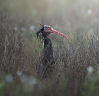 Ibis eremita