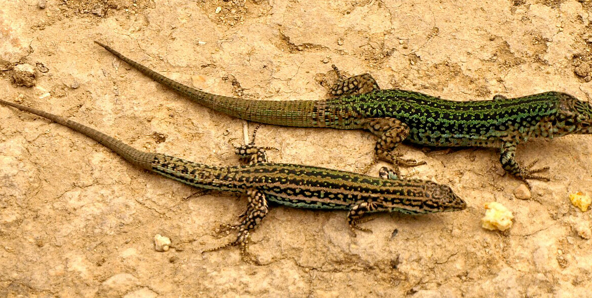 Lagartija de las Pitiusas - Por Chixoy - Wikipedia