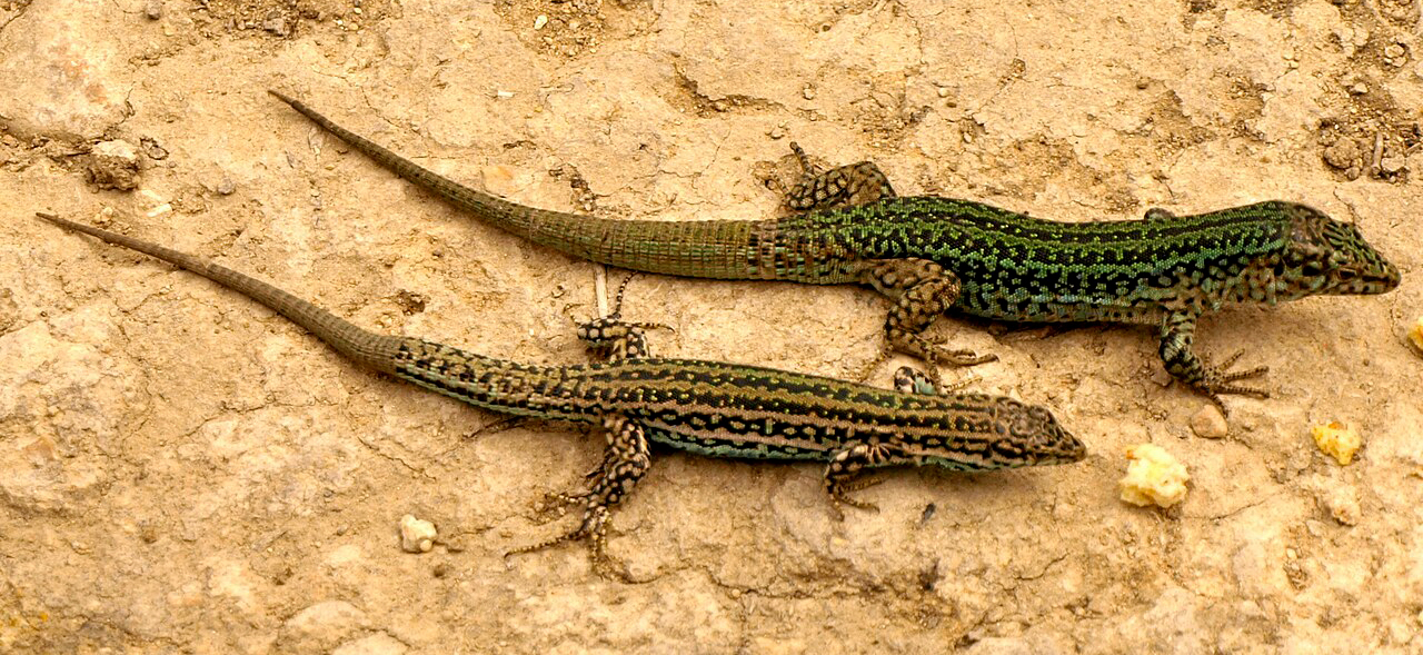 Lagartija de las Pitiusas - Por Chixoy - Wikipedia