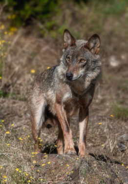 Lobo ibérico - Foto propiedad de: Jesús Esteban San José