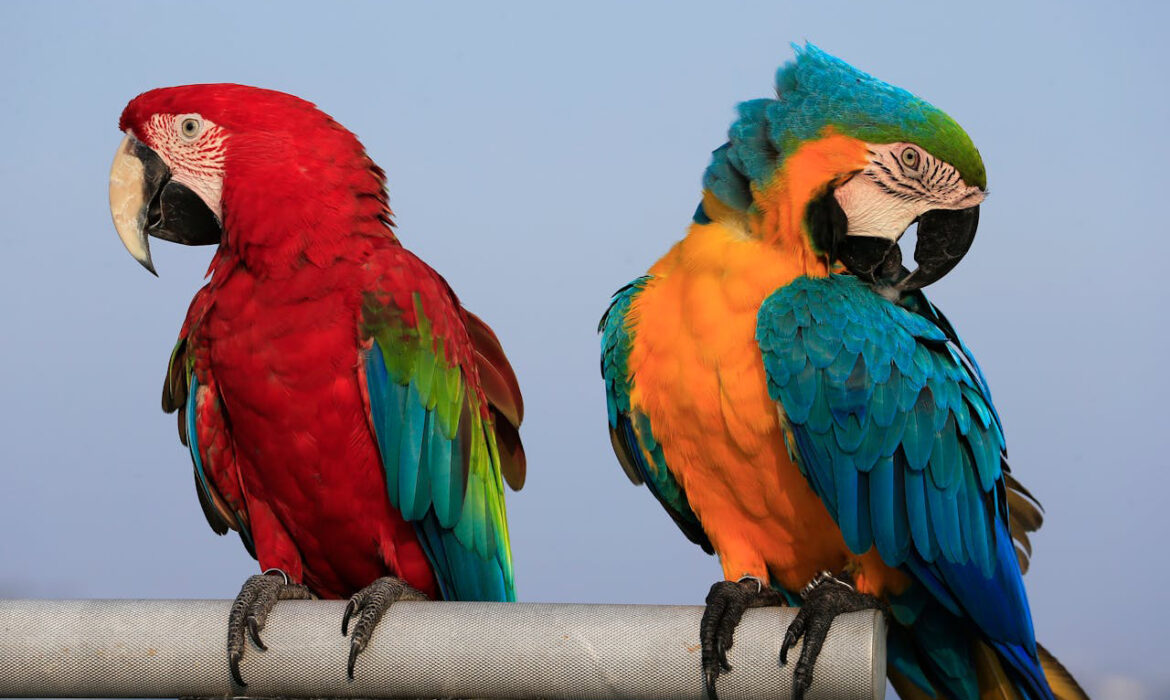 Loros - Foto propiedad de: Jeffry Surianto