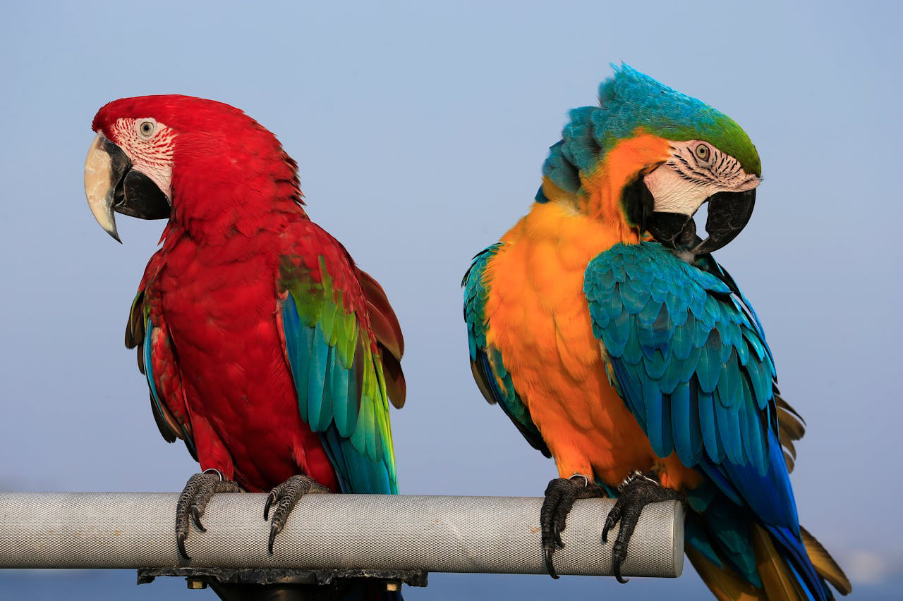 Loros - Foto propiedad de: Jeffry Surianto