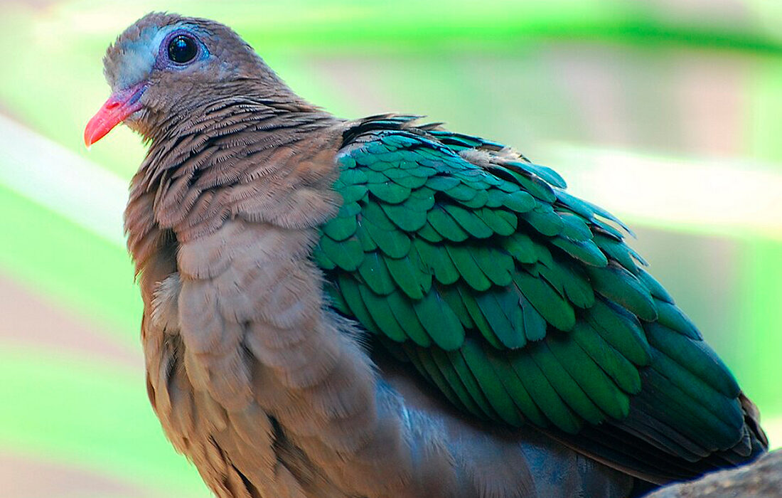 Paloma verde -