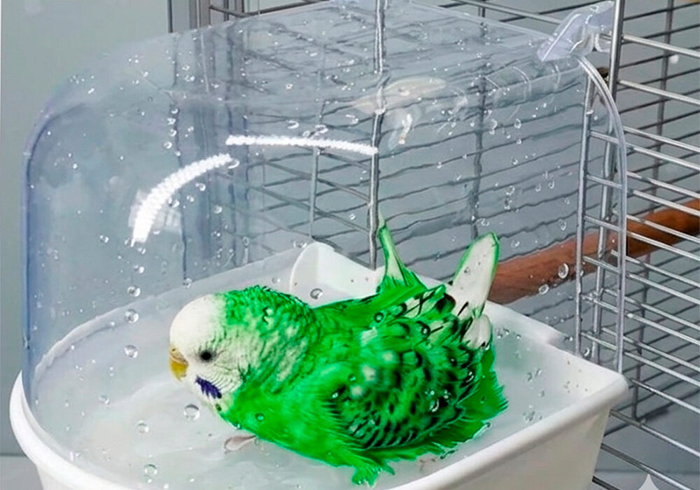Periquito con bañera