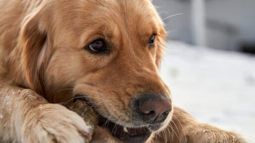 Perro con hueso masticando - Pexels Barnabas Davoti