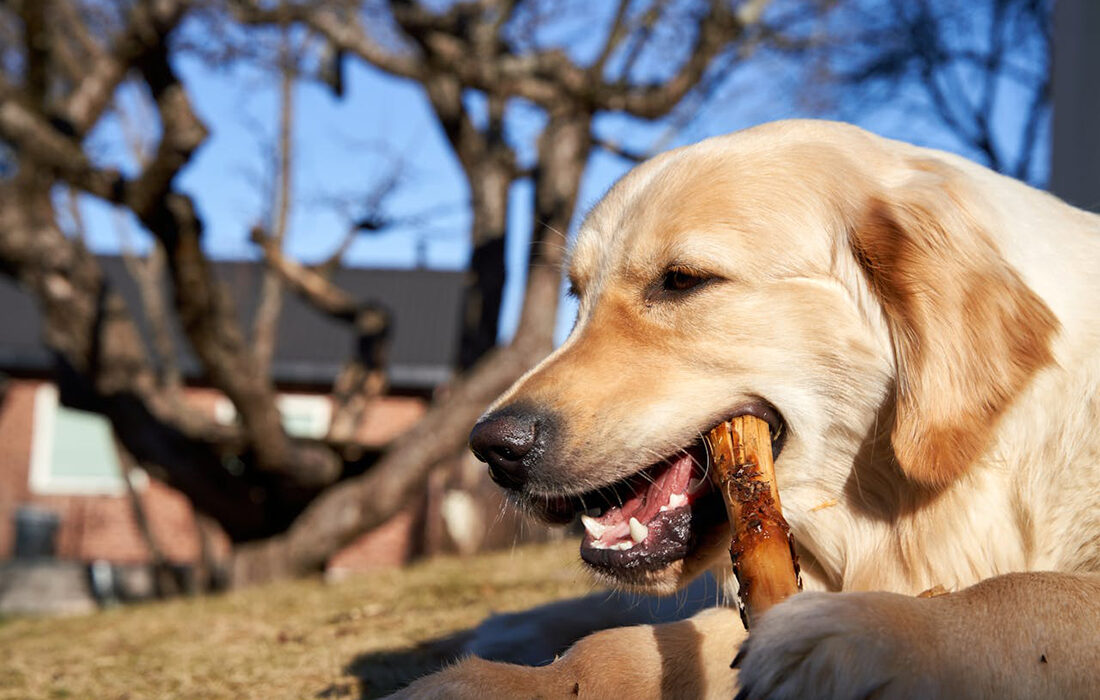 perro-con-hueso
