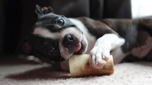 Perro con hueso - Foto propiedad de: Sean Brannon - Pexels