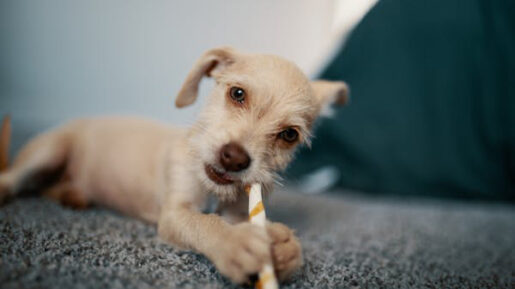 Perro con hueso masticable -Josh Sorenson